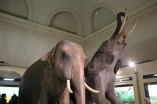 Museum of Natural History